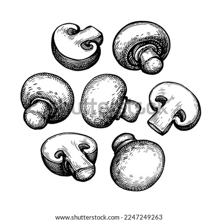 Champignon mushrooms set. Hand drawn ink sketch isolated on white. Vintage style.