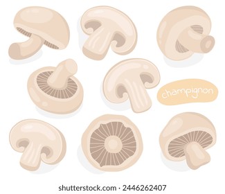 Champignon. Mushrooms. Tasty mushrooms, ingredients. Half, piece and whole mushroom.