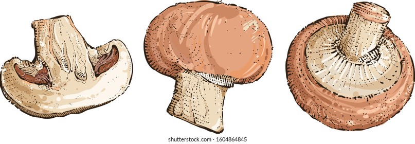 Champignon mushrooms vector food illustration. Hand drawn illustration.