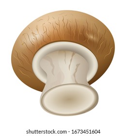 Champignon vector icon.Realistic vector icon isolated on white background champignon .