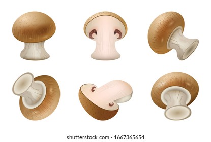 Champignon vector realistic set icon. Vector illustration mushroom champignon on white background . Realistic set icon mushroom.