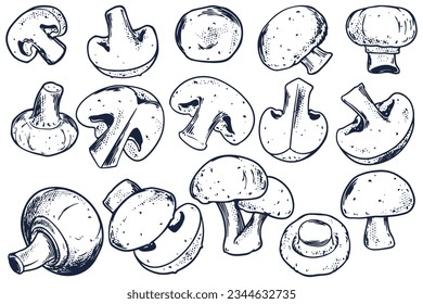 Champignons mushroom hand drawing, isolated on white background. Set vegan food drawn natural products.