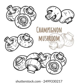 Champignons mushroom isolated on white background. Drawing champignon for menu, label, product packaging, recipe, market. Sketch food. Hand drawn vector illustration.