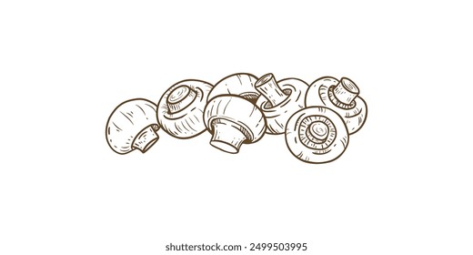 Champignons mushroom isolated on white background. Drawing champignon for menu, label, product packaging, recipe, market. Sketch food. Hand drawn vector illustration.