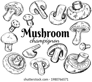 Champignons set. Vector illustration of mushrooms champignons on white background. Hand drawn style. Organic vegetarian product. Great for menu, label, product packaging, recipe