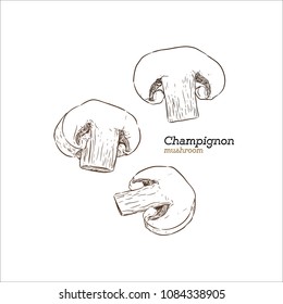 Champion mushroom, hand draw sketch vector. fresh vegetable.