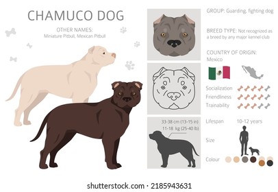 Chamuco dog clipart. Different poses, coat colors set.  Vector illustration