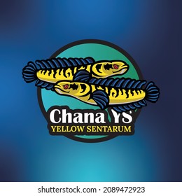 CHANA YELLOW SENTARUM FISH LOGO, mascot of snake head fish with amazing color vector illustrations
