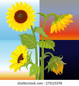 The change of the astronomical day. The morning, day, evening and night are displayed on the sunflower