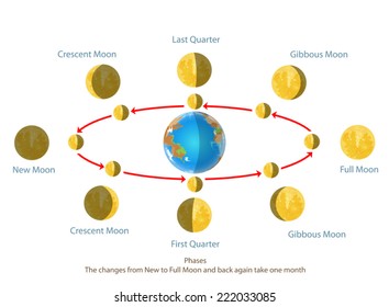 The changes from new to full moon vector on a white background