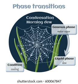 Changes of states. Part 4 of 6. Water condensation - morning dew. Phase transition from gaseous to liquid state. Educational infographics. Cartoon vector illustration in flat style.