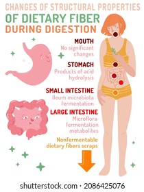 Cambios en las propiedades estructurales de la fibra dietética durante la digestión. Salud, anatomía, imagen de medicina. Infografías médicas. Ilustración vectorial en fondo blanco