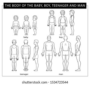 Changing the male body from a baby to a boy, teenager, man. Vector illustration. - Vector. Linear graphics, front view, side view, rear view. Different generations. A man in different ages.