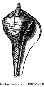 Chank es una concha de concha, dibujo de línea vintage o ilustración de grabado.