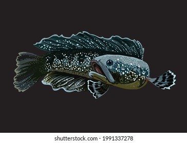 Snakehead channa fish HD phone wallpaper  Peakpx