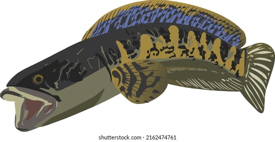 Channa Auranti Maculata Vector Design Suitable for Logo or T-shirt Design Channa Auranti Maculata