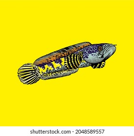 Channa Auranti In yellow Background Vector Illustration