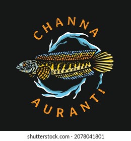 Channa aurantimaculata fish illustration with water surround on black background