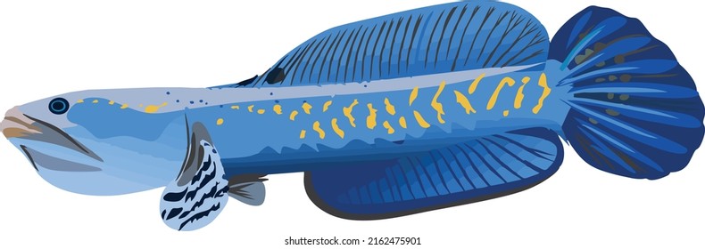 Channa Blue Pulchra Vector Design Geeignet für Channa Blue Pulchra Logo oder T-Shirt Design