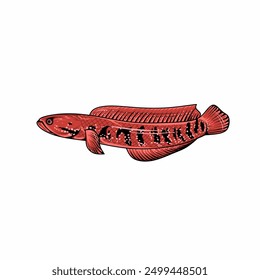 Channa fish illustration. Channa vector