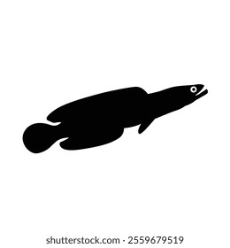 Channa fish silhouette isolated on white background