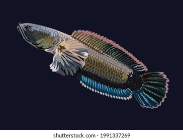 channa limbata,dwarf snakehead,local snakehead,agresive ,vector