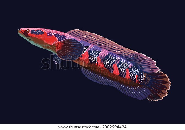 Channa Maru Red Beautiful Fish Red Stock Vector (Royalty Free) 2002594424