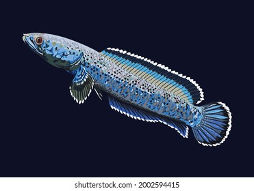 channa pardalis, dwarf snakehead, exotic fish, freshwater fish, vector