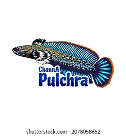 channa pulchra predator fish illustration blue color. Design Can for Drawing book or element for product