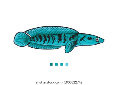 Channa Snake Head Predator Animal Fish Wild Life In Water Illustration Vector, Snakehead Fish Logo Vector