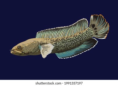 channa stewartii fish,exotic fish, freshwater fish,  vector