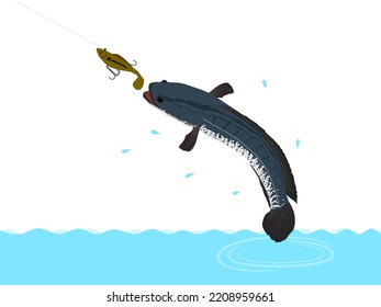 Channa striata is eating a hook.