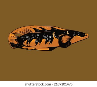 Channa striata fish hand drawn illustration for design tshirt 
