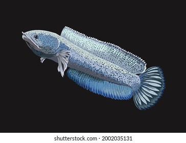 Cana weiße Barca, exotische Fische, Raubfische, groß, 
