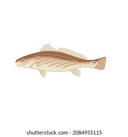 Channel Bass Fish Vector Drawing Illustration