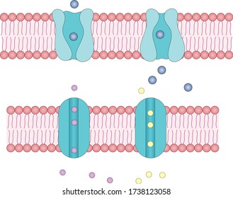 Channel and carrier membrane proteins. Membrane transport types. transport into cytoplasm.  movement of molecules through membrane. solute transport across plasma membrane.