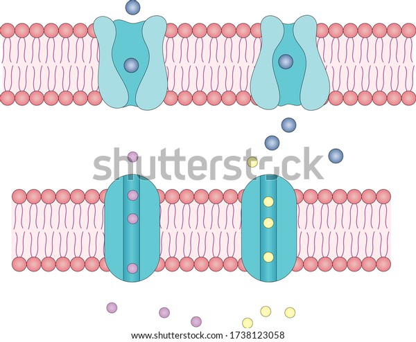 Channel and carrier\
membrane proteins. Membrane transport types. transport into\
cytoplasm.  movement of molecules through membrane. solute\
transport across plasma\
membrane.