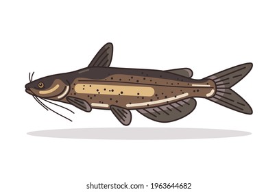 77 Channel catfish Stock Illustrations, Images & Vectors | Shutterstock