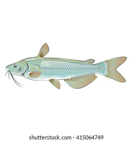 Channel catfish game fish farm fish seafood market
