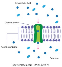 Channel proteins are less selective than carrier proteins, and usually mildly discriminate between their cargo