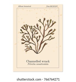 Channelled wrack (pelvetia canaliculata), seaweed, brown alga, medicinal plant. Hand drawn botanical vector illustration