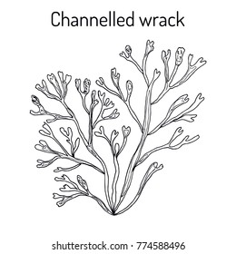 Channelled wrack (pelvetia canaliculata), seaweed, brown alga, medicinal plant. Hand drawn botanical vector illustration
