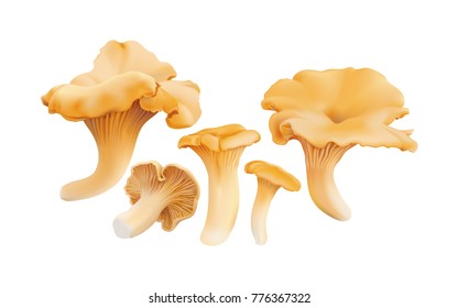 Chanterelle ( Cantharellus cibarius ) edible wild mushrooms. Realistic vector illustration on white background.