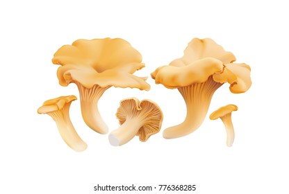 Chanterelle ( Cantharellus cibarius ) edible wild mushrooms. Realistic vector illustration on white background.