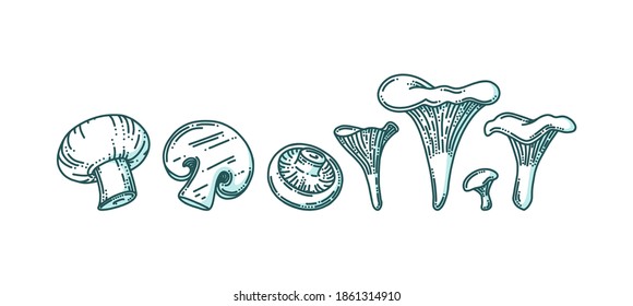 Chanterelle and champignon mushrooms in doodle style with shadow. Forest or farm mushrooms of different size. Doodle vector illustration