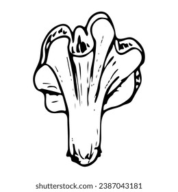 Chanterelle doodle mushroom. Collecting forest food. Cantharellus cibarius. Hand drawn sketch.