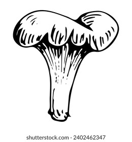 Chanterelle doodle mushroom. Collecting forest food. Cantharellus cibarius. Hand drawn sketch.