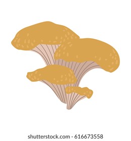 Chanterelle, edible forest mushrooms. Colorful cartoon illustration