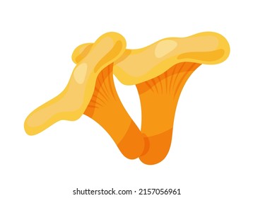 Chanterelle edible mushrooms. Forest wild mushrooms types. Organic fungus vector illustration