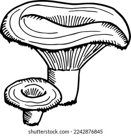 Chanterelle engraving. Hand drawn edible mushroom sketch